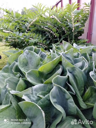 Саженцы ореха и др