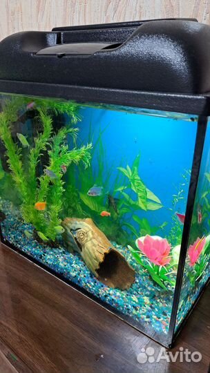 Аквариум 25л с рыбками и всем содержимым