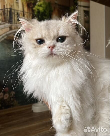 Золотые шиншиллы