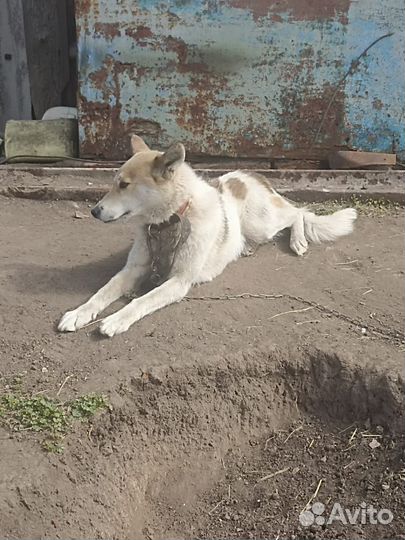 Лайка