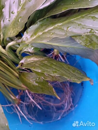 Спатифиллум