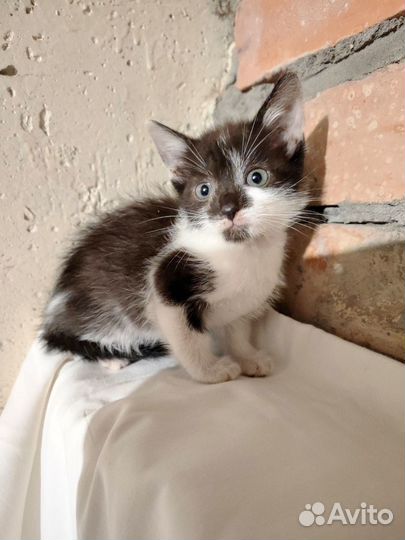 Котенок мальчик ищет дом