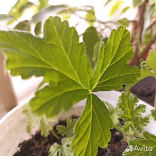 Душистая герань с ароматом лимона