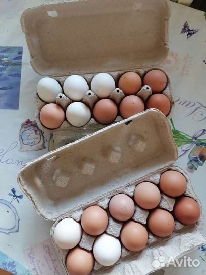 Домашние куриные яйца