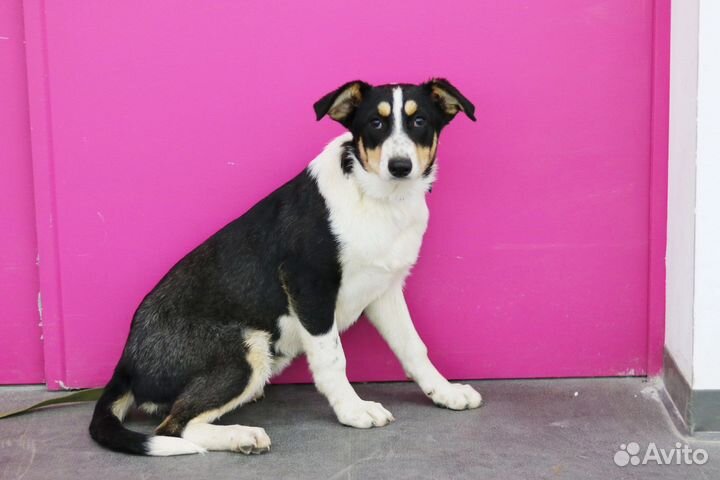 Крупный щенок