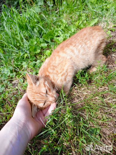 Кошка в дар