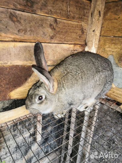 Продам кроликов