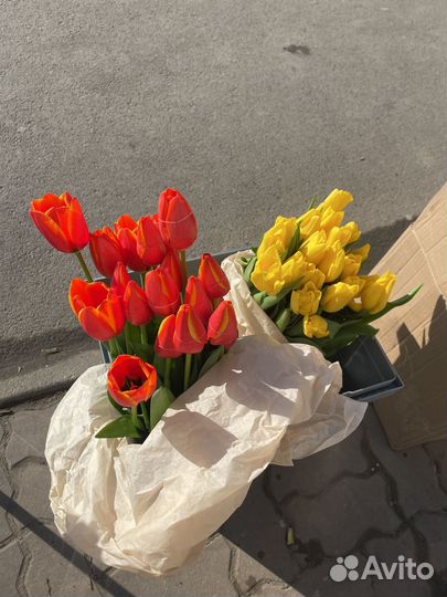 Луковицы тюльпанов