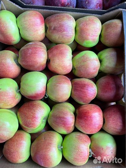 Яблоки Кармен