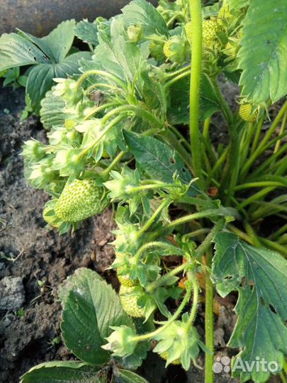 Рассада клубники