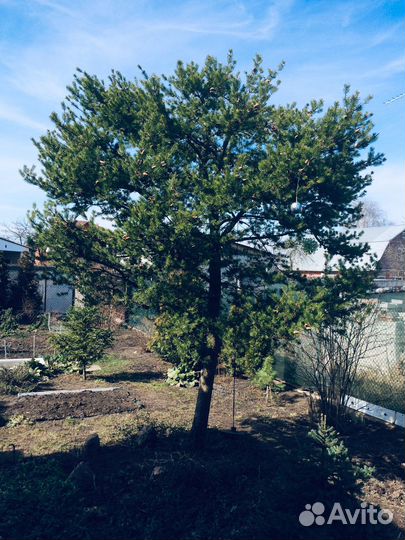 Бонсай сосна до 2,8 м