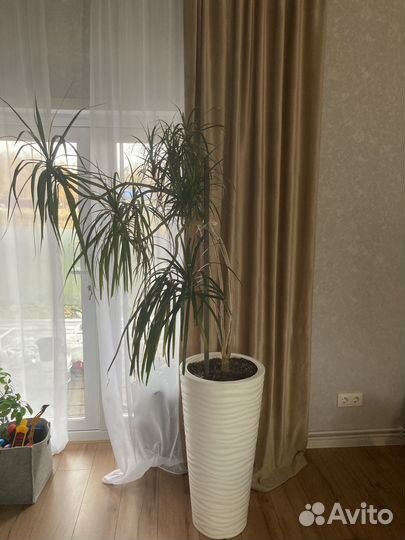 Драцена высота без горшка 1.2м
