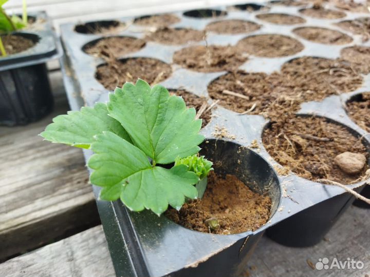 Клубника саженец