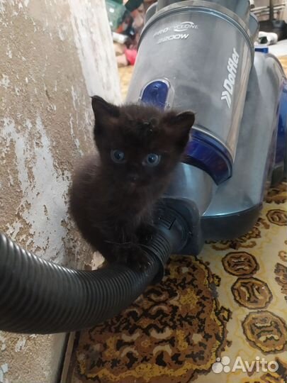 Кот и две кошечки
