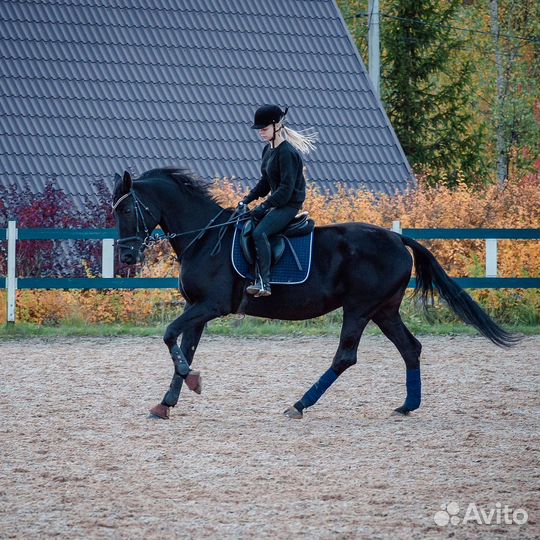 Вороная кобыла