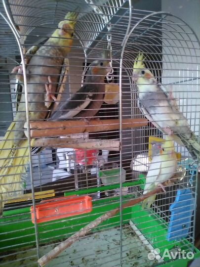 Птенцы кореллы 1.5 месяца