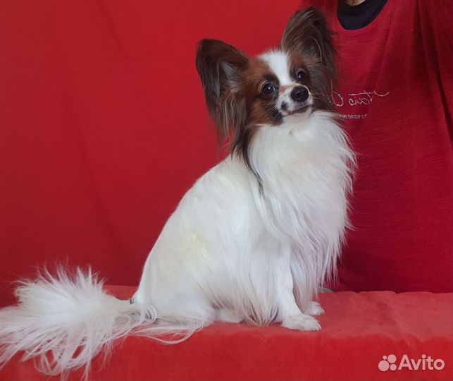 Папийон кобель