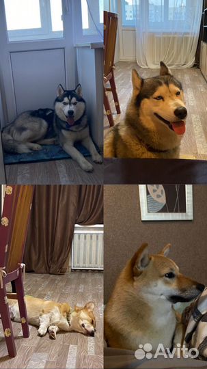 Передержка животных