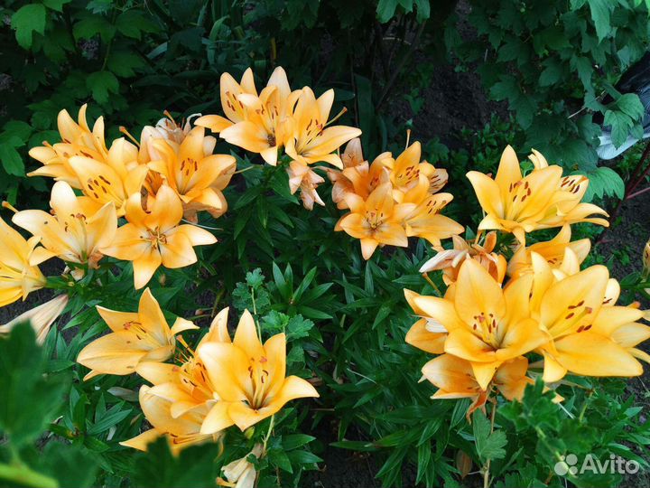 Лилии луковицы