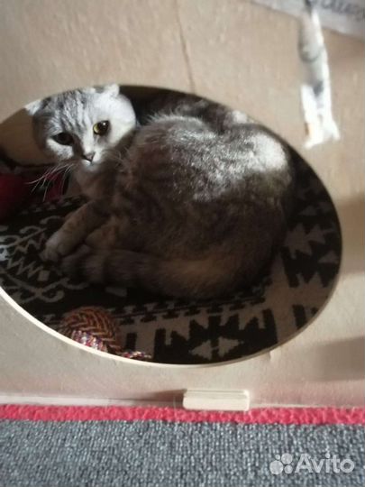 Шотландская вислоухая кошка бесплатно