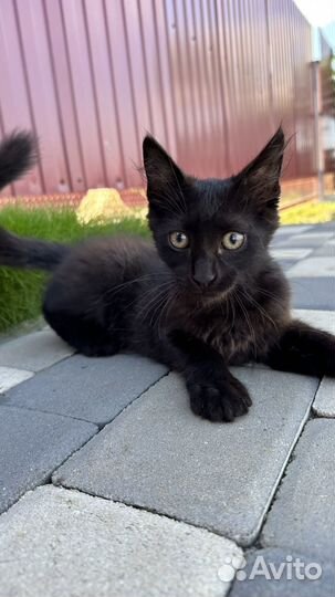 Котенок мальчик