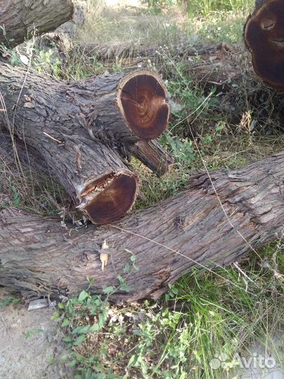 Спил (слэб) маслины крымской