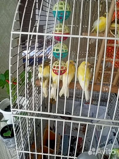 Молодые кенары