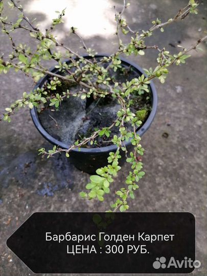 Декоративные растения для сада