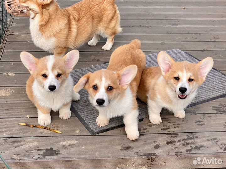 Вельш корги пемброк