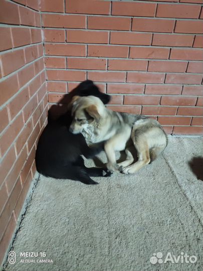 Девочки ищут дом