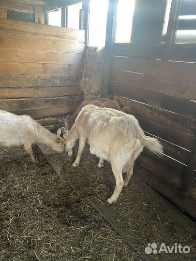 Козы дойные
