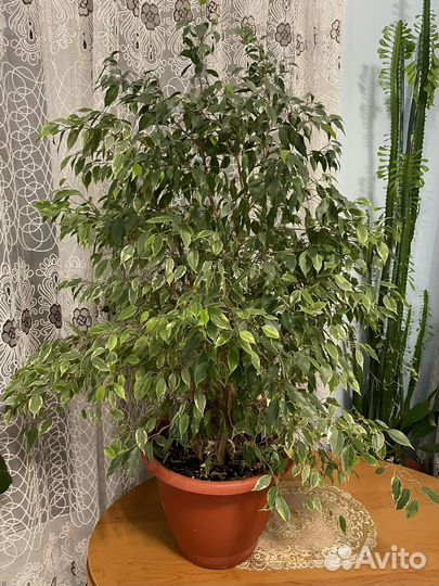 Комнатные растения цветы