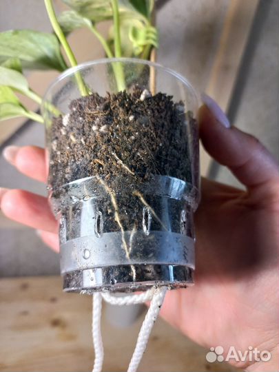 Эпипремнум марбл квин