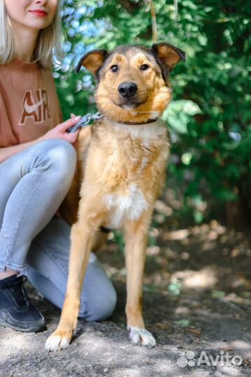 Скромный пес Лобзик ищет дом