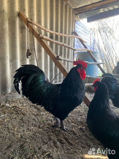 Продажа инкубационных яиц