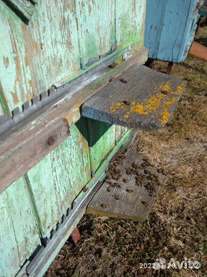 Продам пчел