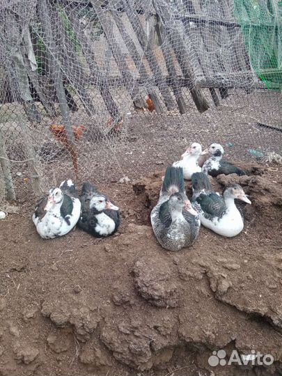 Мускусные утки и подсадные