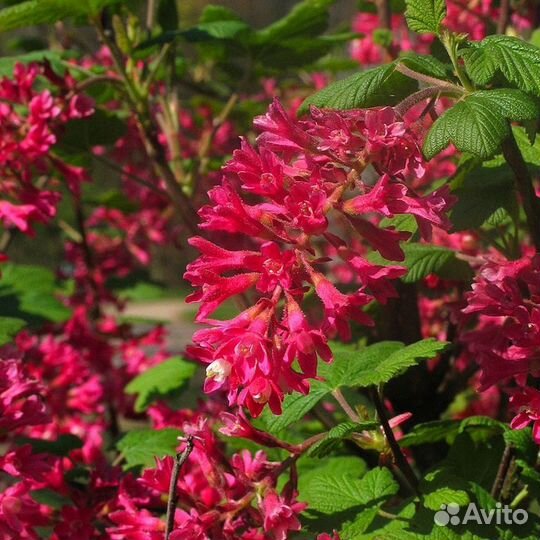 Смородина кроваво-красная King Edward VII