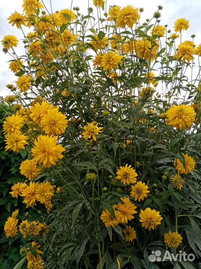 Ромашка, мускари, золотые шары