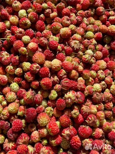 Продам лесную клубнику