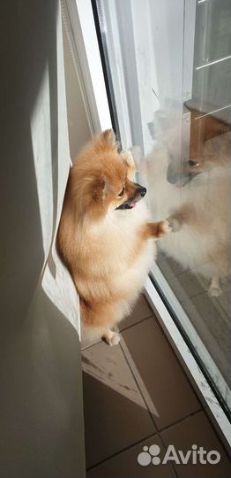 Стрижка собак и кошек. Уход за животными