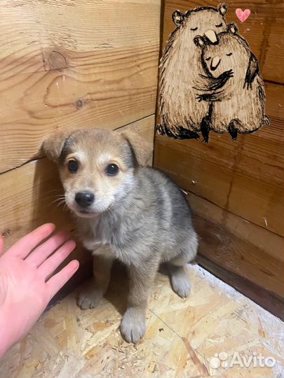 Щенок в добрые руки бесплатно