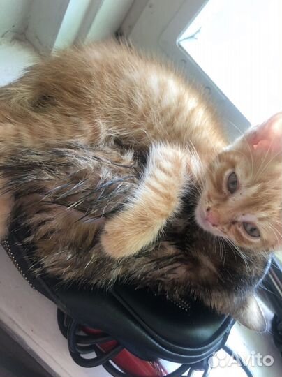 Котята в добрые руки,даром