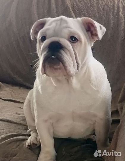 Подрощенная девочка