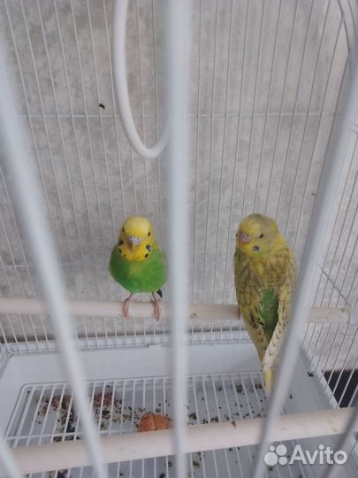 Волнистые попугаи самка и самец