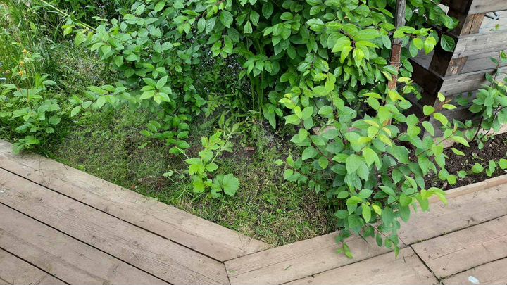 Участок 6,3 сот. (СНТ, ДНП)