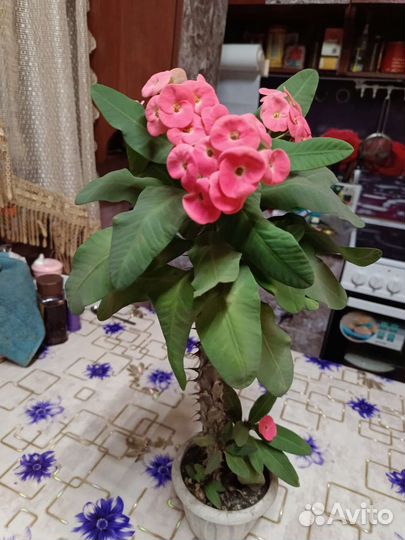 Мало чай миля