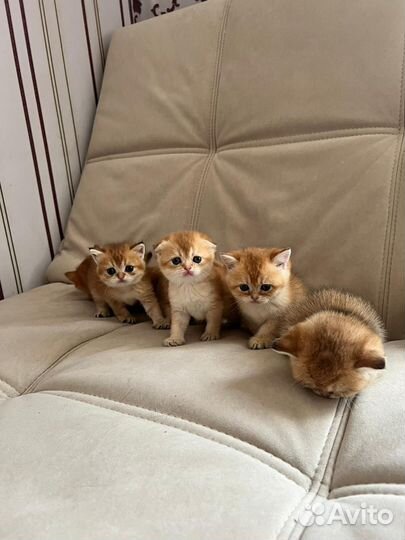 Кошки