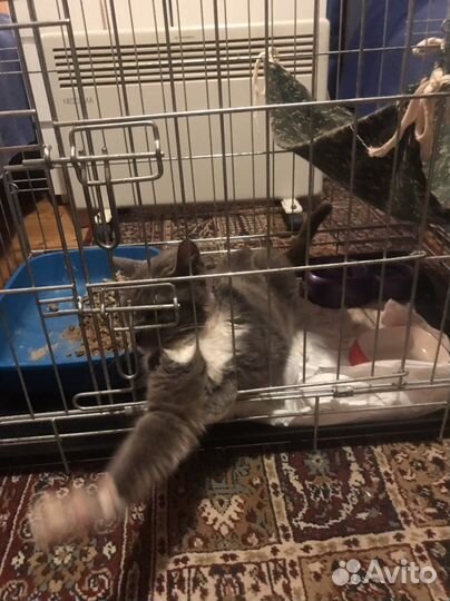 Котик ищет дом