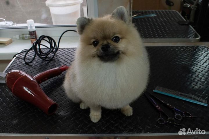 Померанский мини шпиц вязка